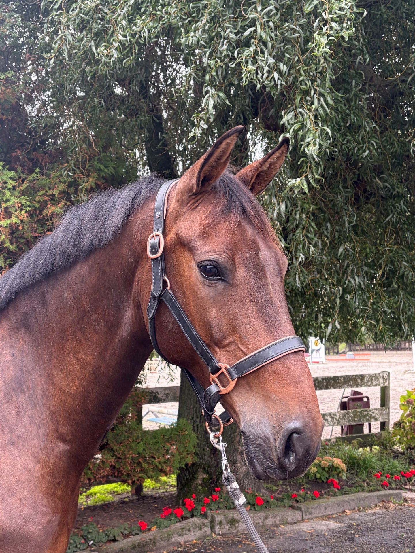 kwpn allrounder merrie 6 years old bruin for sale - Photo 3