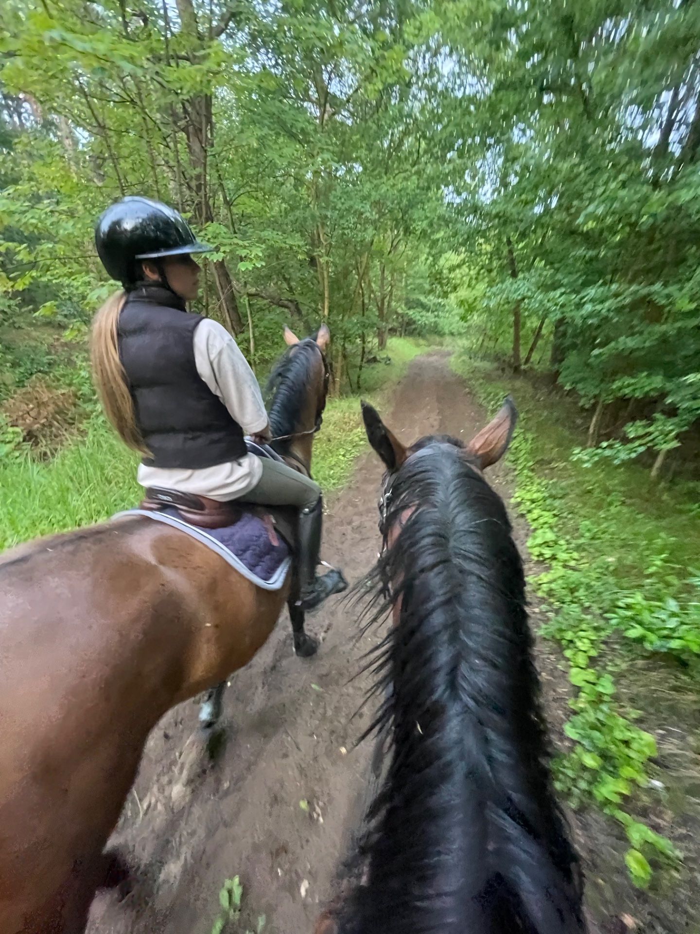 kwpn allrounder merrie 6 years old bruin for sale - Photo 6
