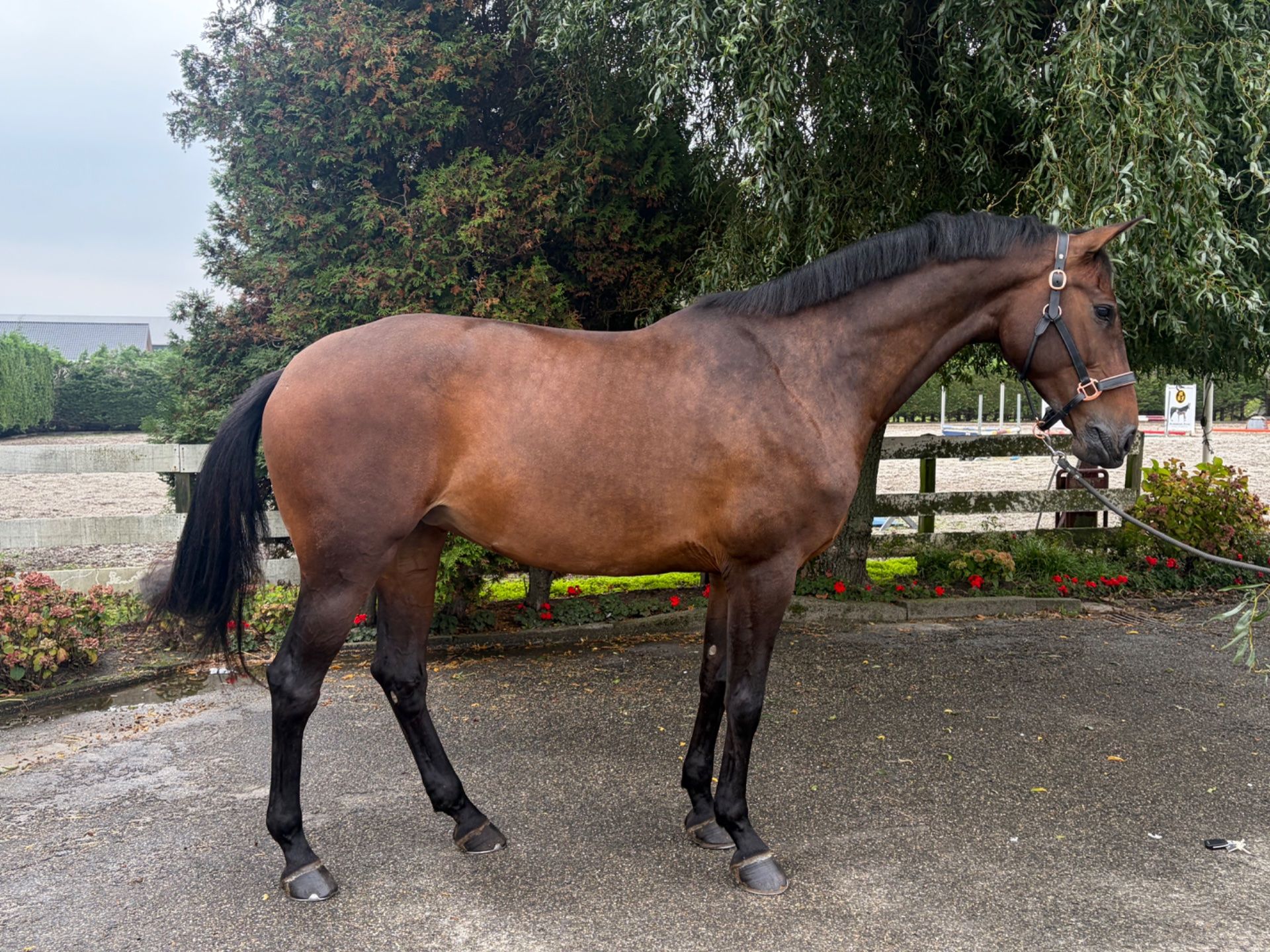 kwpn allrounder merrie 6 years old bruin for sale - Photo 4