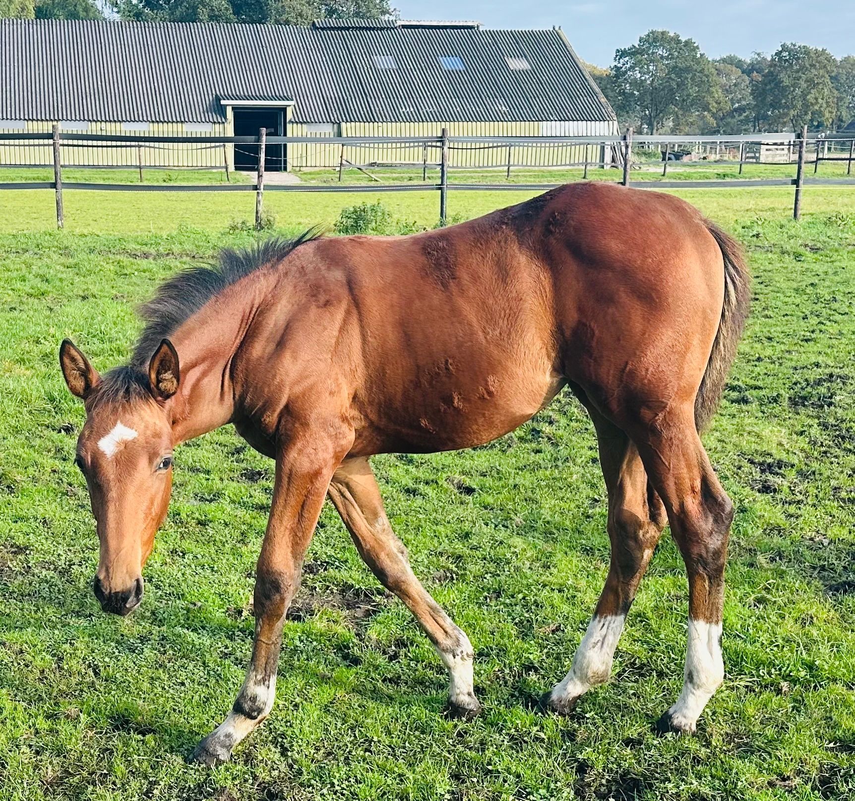springpaard merrie 0 ans à vendre - Photo 2