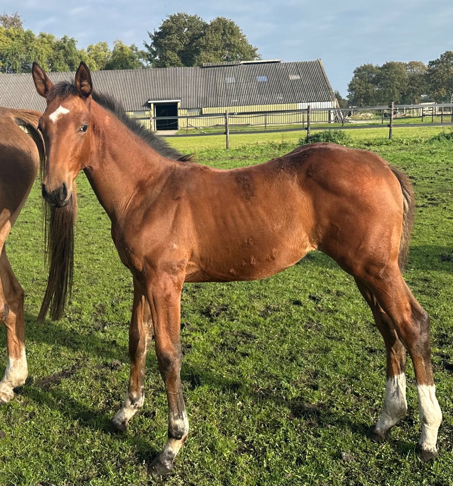 VDL Mindset ES x Quidam de Revel x Contender