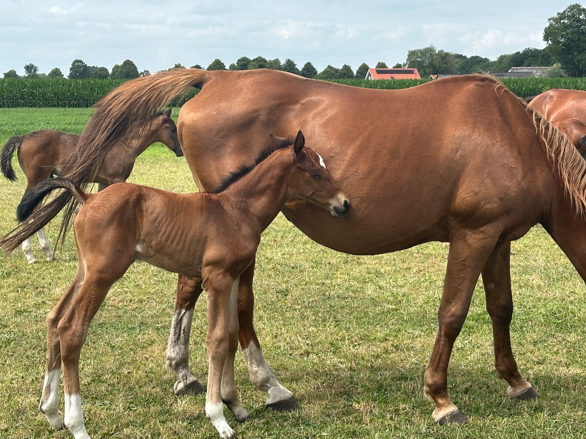 springpaard merrie 0 ans à vendre - Photo 4