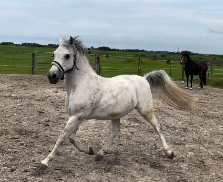 VERKOCHT Welsh c ruin Menpony