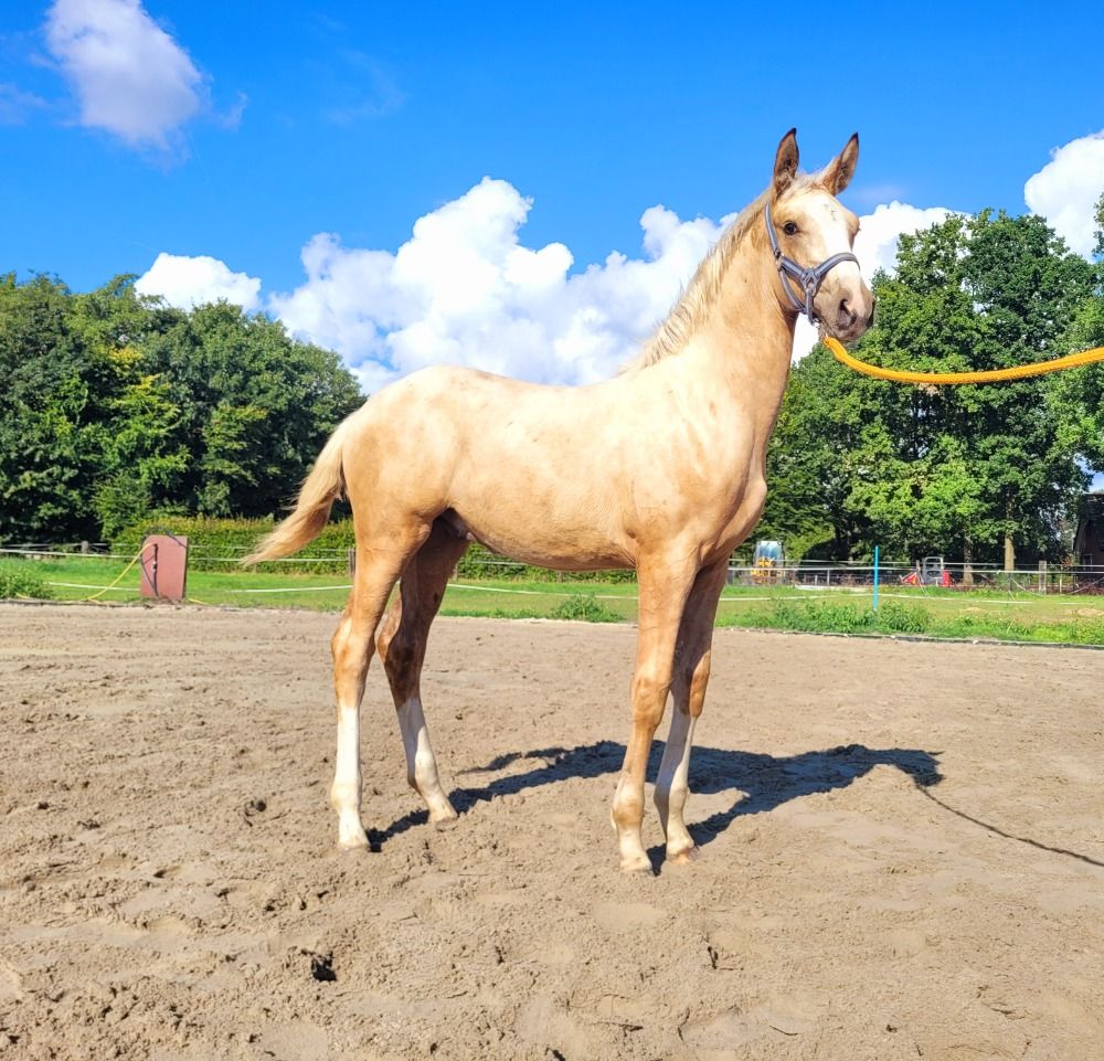 KWPN dressuurpaard Hengst Palomino te koop - Hoofdfoto