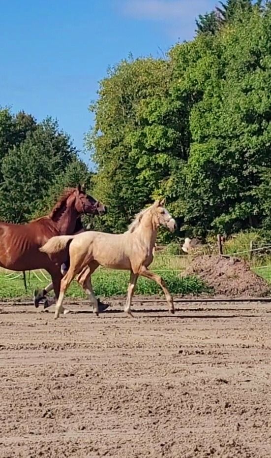 KWPN dressuurpaard Hengst Palomino te koop - Foto 2