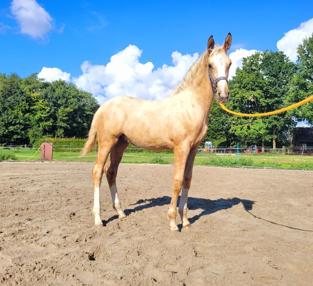 KWPN dressuurpaard Hengst Palomino te koop - Foto 3