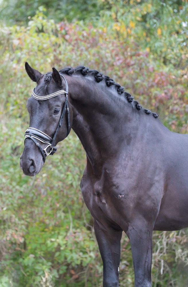 Bloedmooie 3 jarige te koop