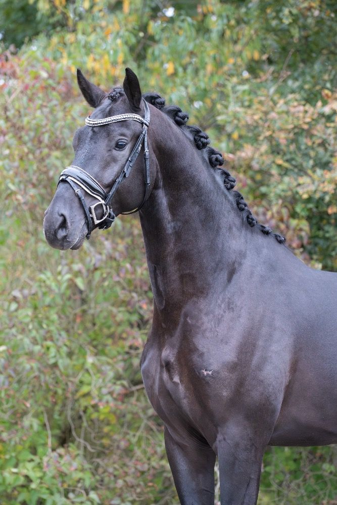 NRPS dressuurpaard Ruin 3 jaar Zwart te koop - Foto 2