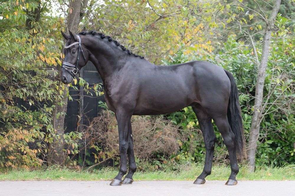 NRPS dressuurpaard Ruin 3 jaar Zwart te koop - Foto 3