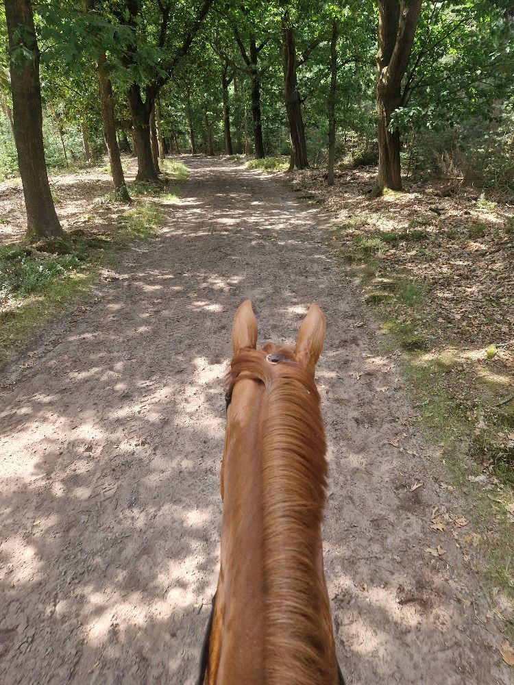Ongecompliceerd paard gezocht!
