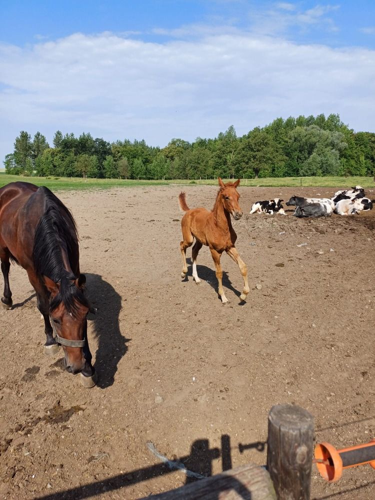 BWP dressuurpaard Merrie Vos te koop - Foto 2