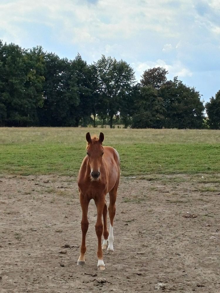 BWP dressuurpaard Merrie Vos te koop - Foto 3