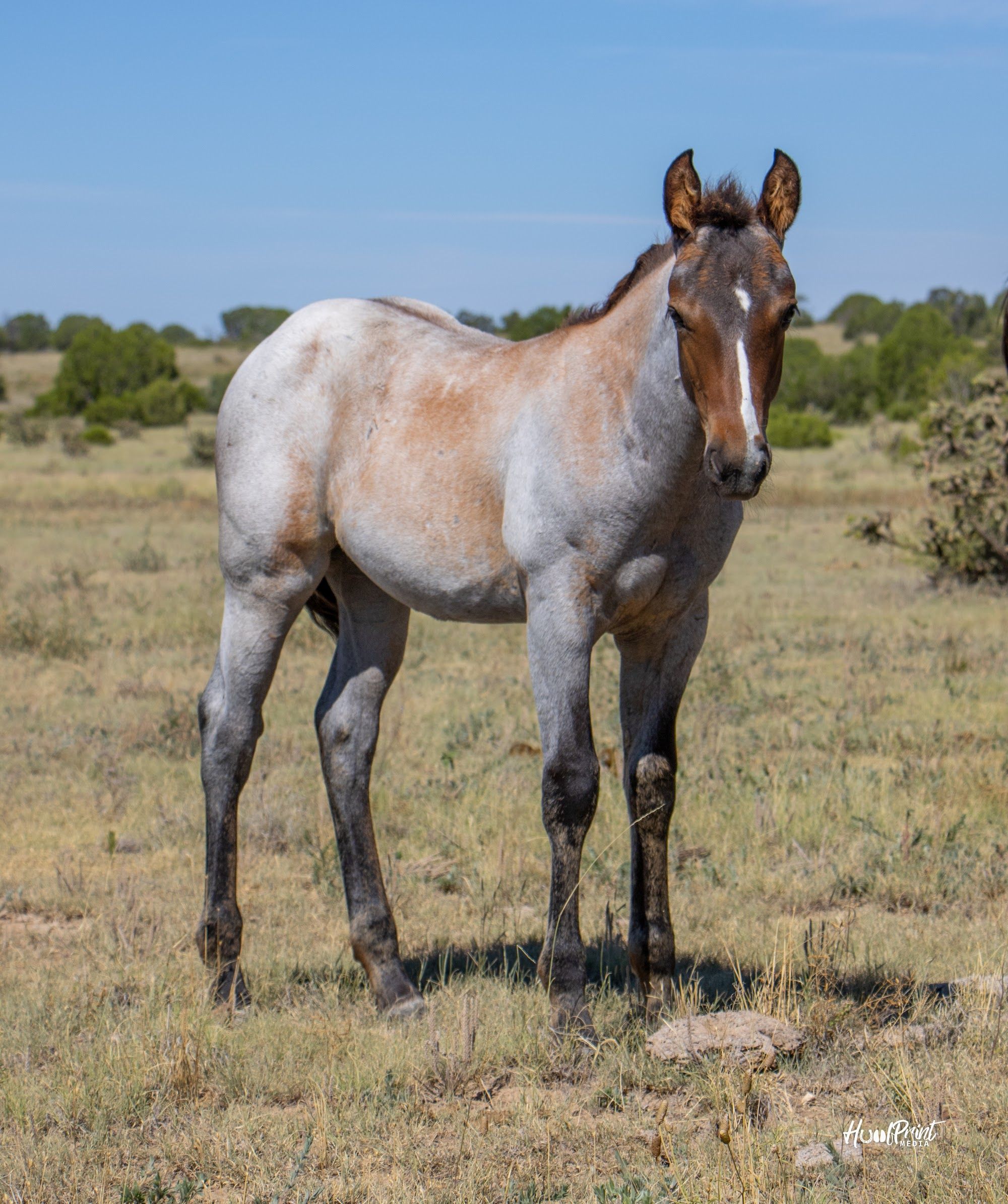 quarter-horse western-paard merrie 1 jaar te koop - Foto 2