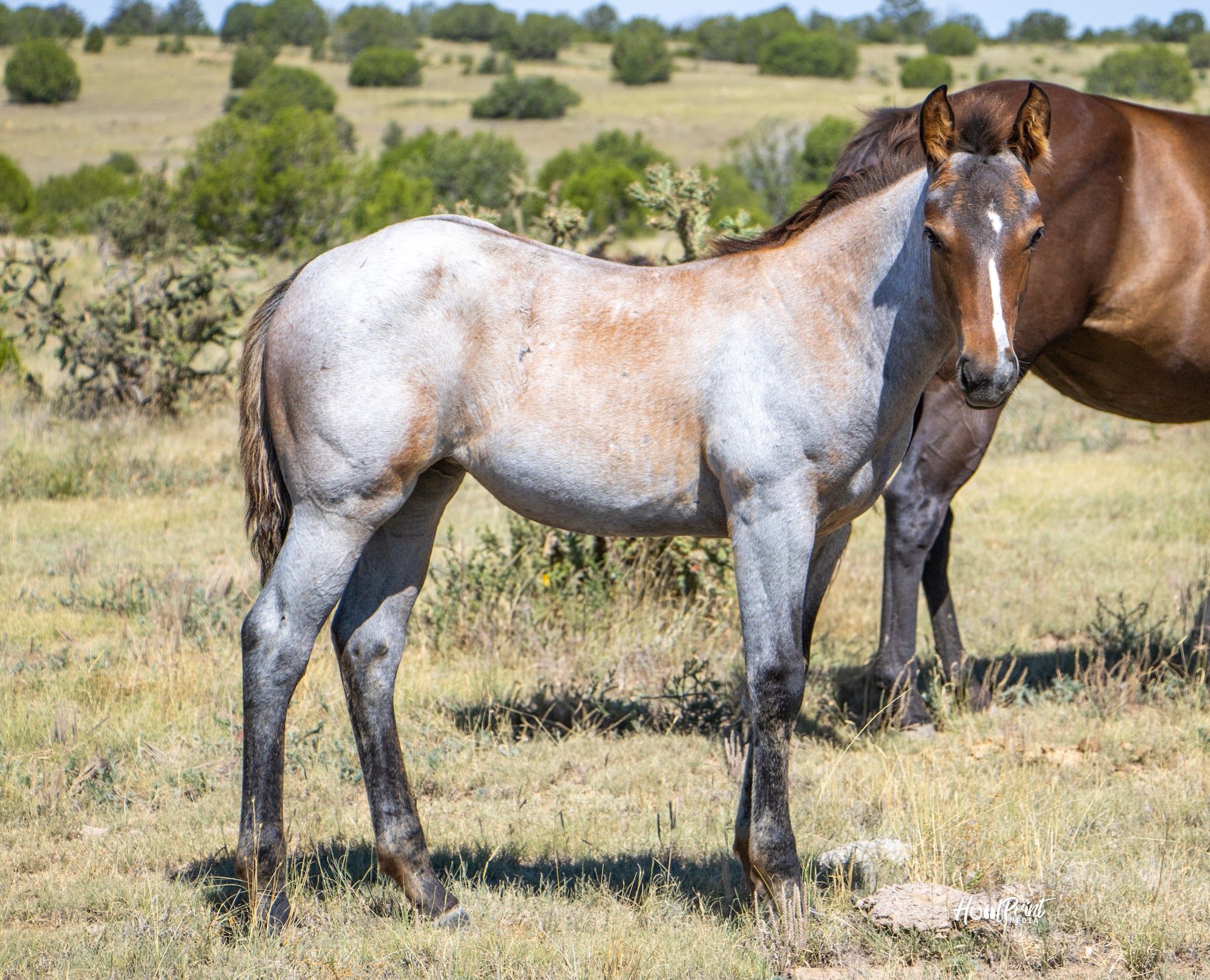 quarter-horse western-paard merrie 1 jaar te koop - Foto 3