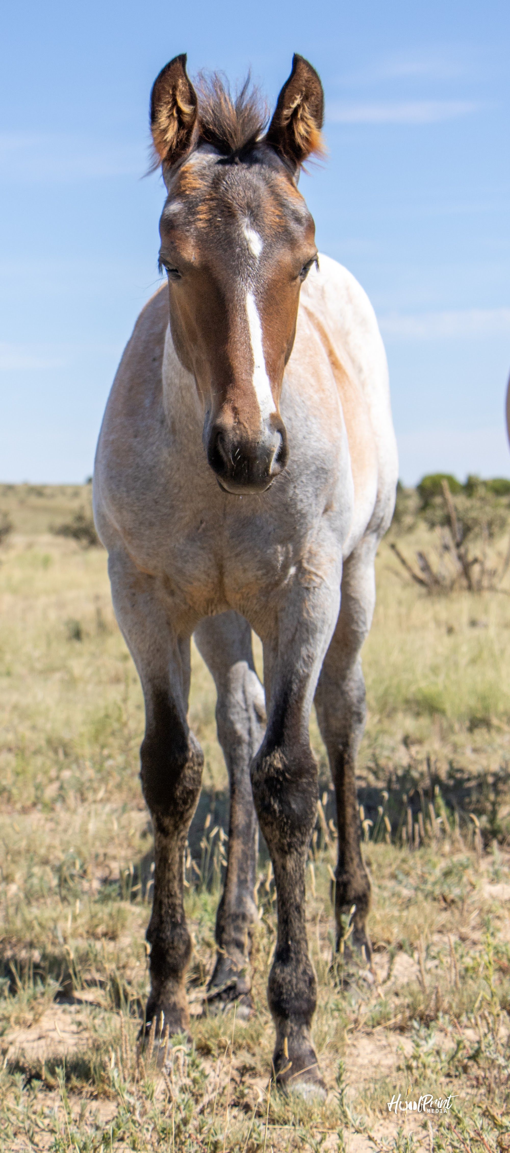 quarter-horse western-paard merrie 1 jaar te koop - Foto 4