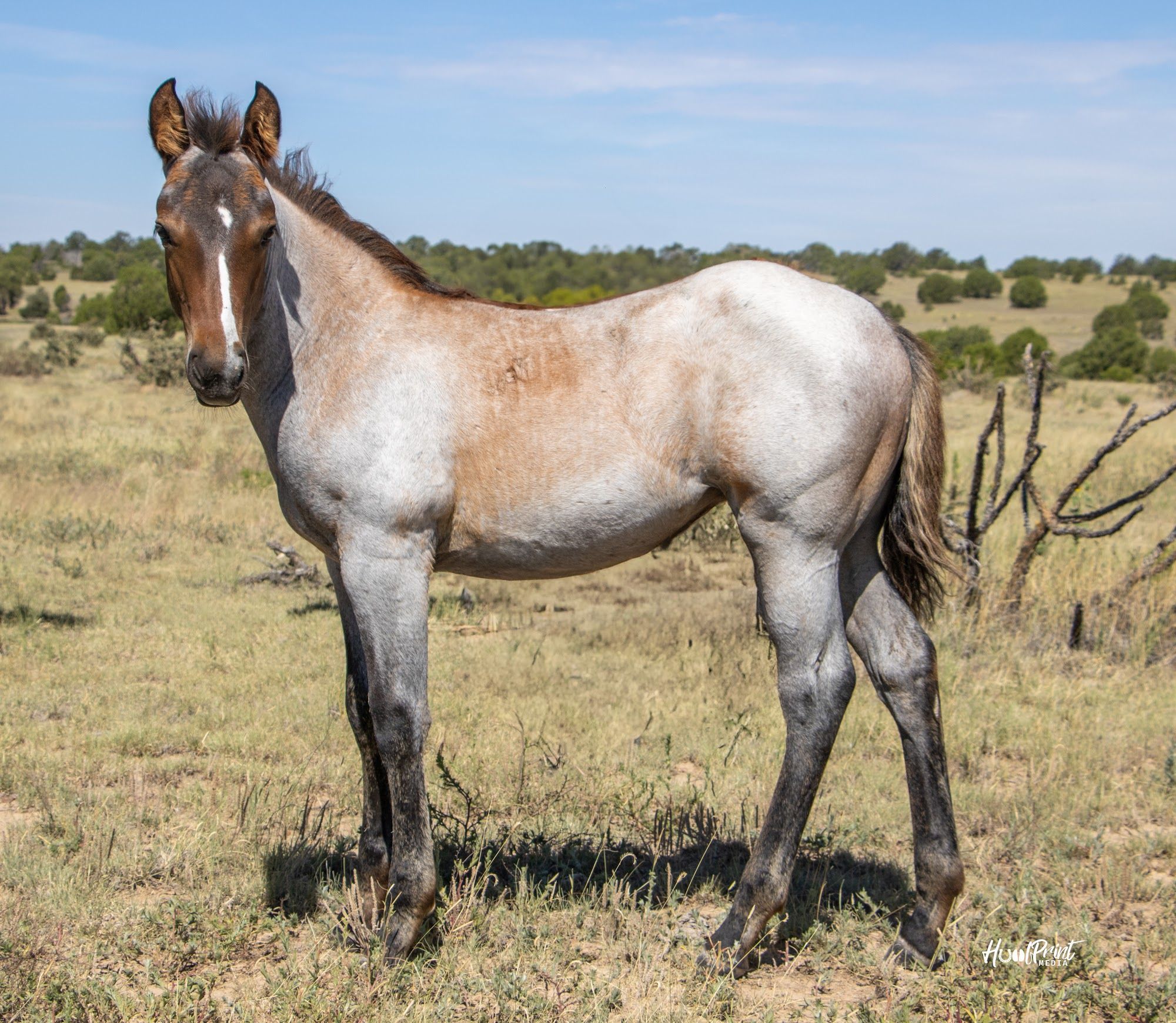 quarter-horse western-paard merrie 1 jaar te koop - Foto 5