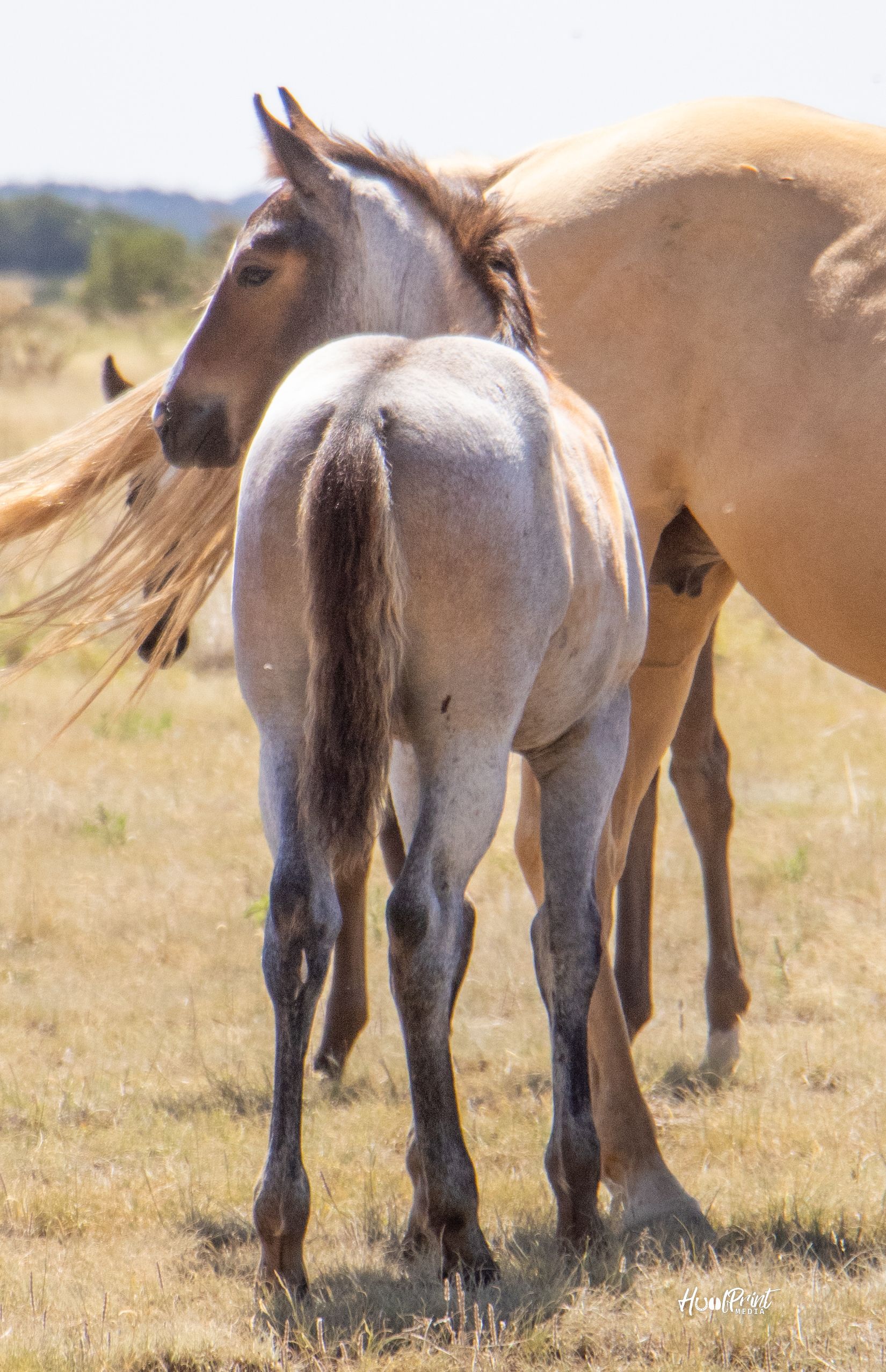 quarter-horse western-paard merrie 1 jaar te koop - Foto 6