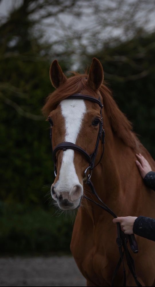 Schoolmaster te koop
