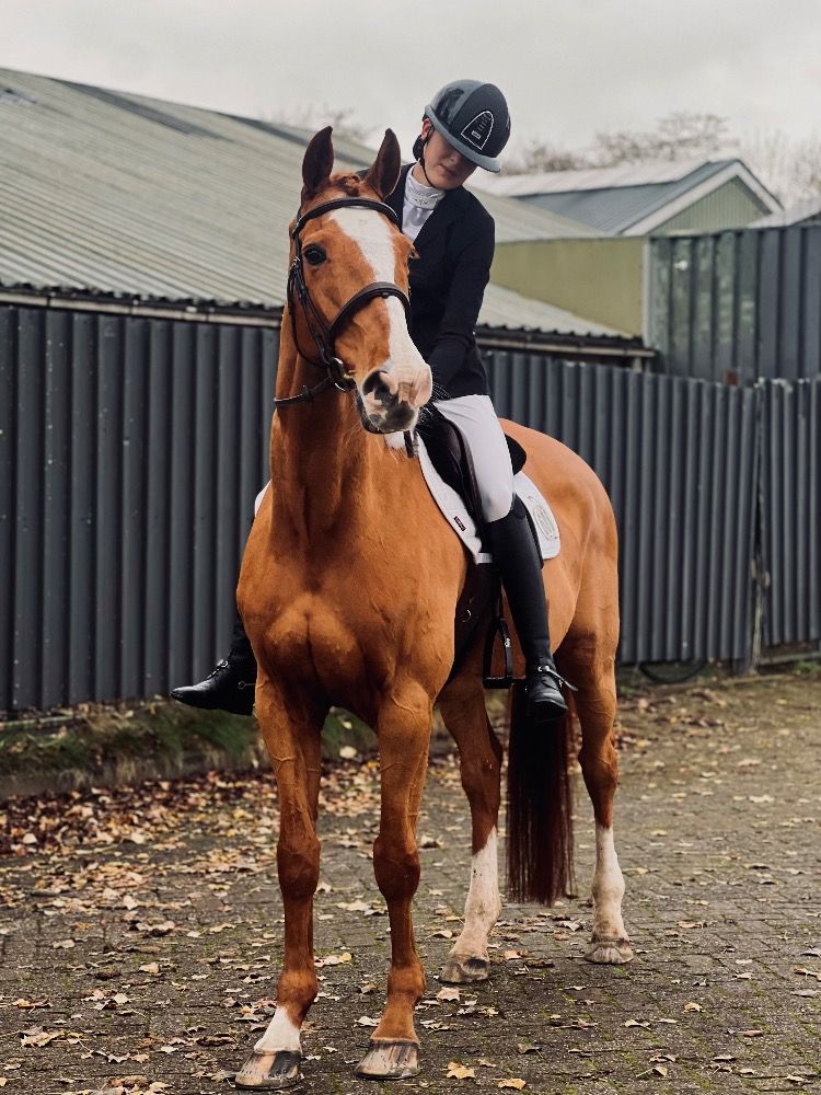 Iers sportpaard springpaard Ruin 17 jaar Vos te koop - Foto 4