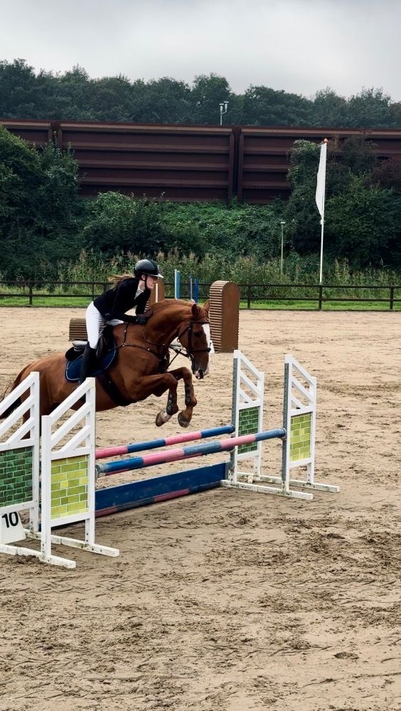 Iers sportpaard springpaard Ruin 17 jaar Vos te koop - Foto 5