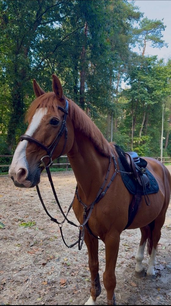 Iers sportpaard springpaard Ruin 17 jaar Vos te koop - Foto 2
