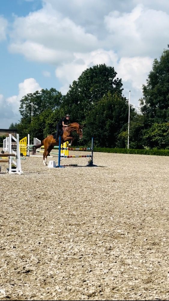 Iers sportpaard springpaard Ruin 17 jaar Vos te koop - Foto 3