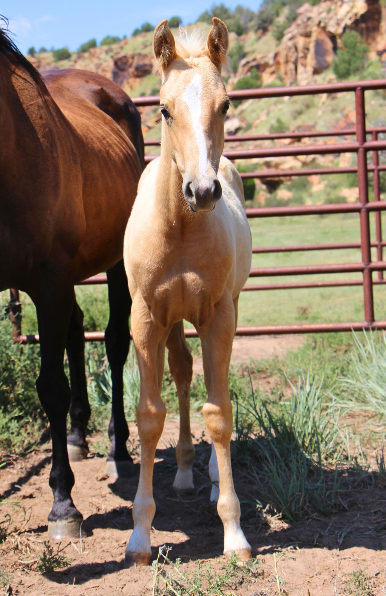 quarter-horse western-paard merrie 2 Jahre alt palomino zu verkaufen - Foto 2