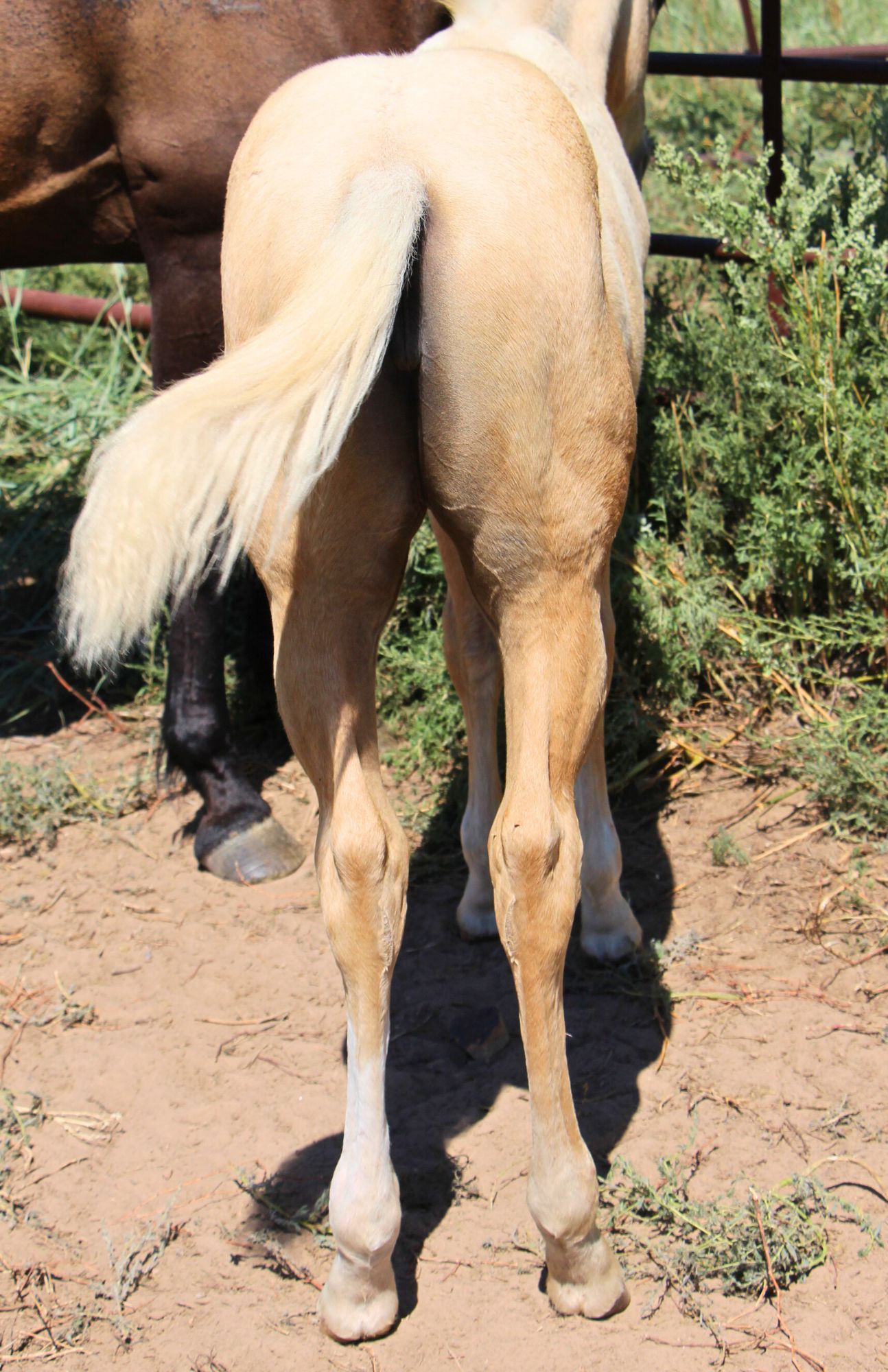quarter-horse western-paard merrie 2 Jahre alt palomino zu verkaufen - Foto 3