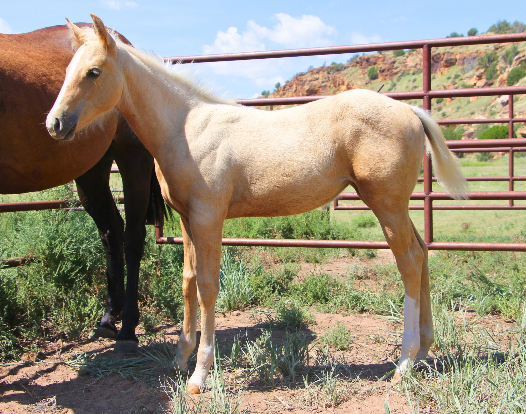 quarter-horse western-paard merrie 2 Jahre alt palomino zu verkaufen - Foto 4