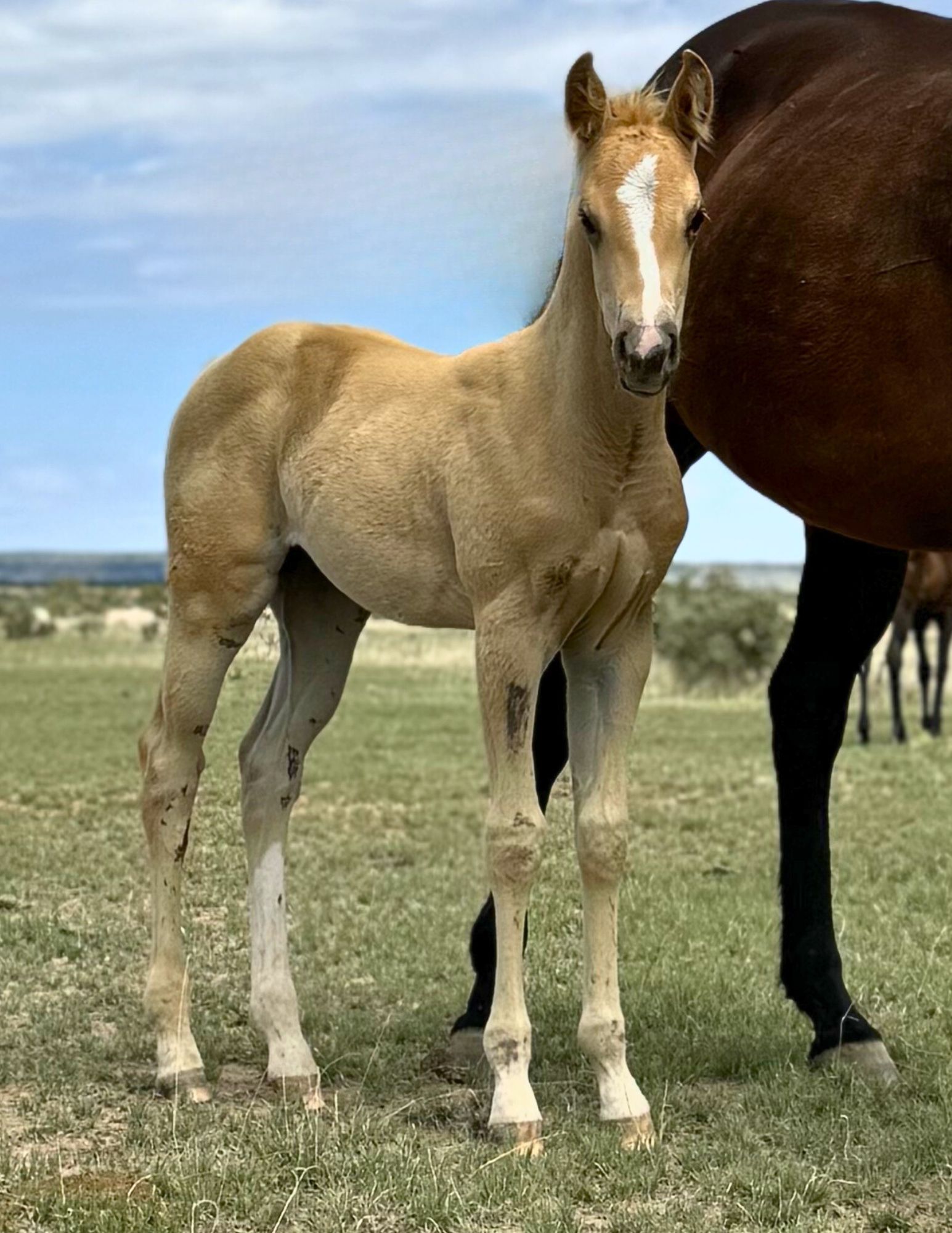 quarter-horse western-paard merrie 2 Jahre alt palomino zu verkaufen - Foto 5