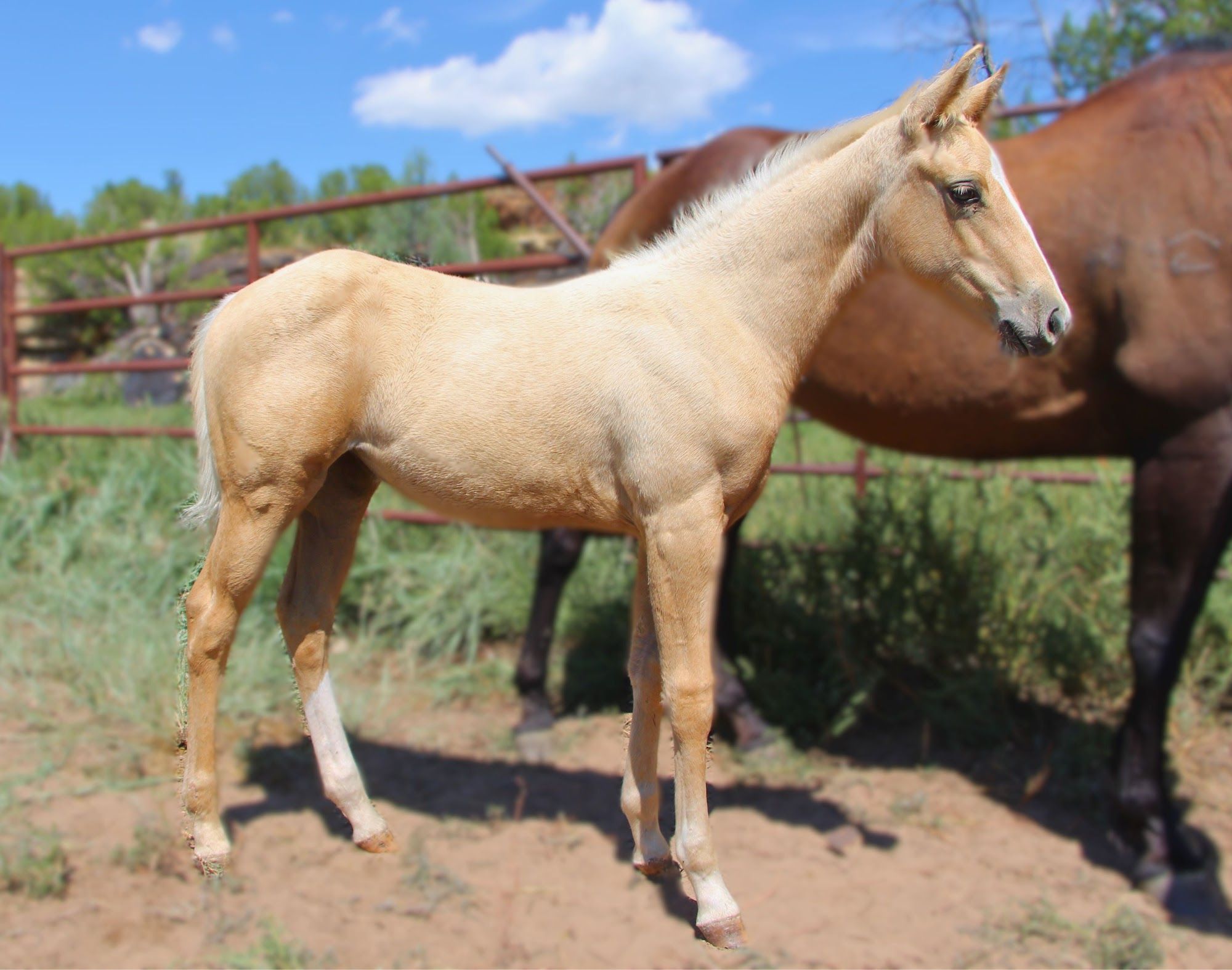 quarter-horse western-paard merrie 2 Jahre alt palomino zu verkaufen - Foto 6