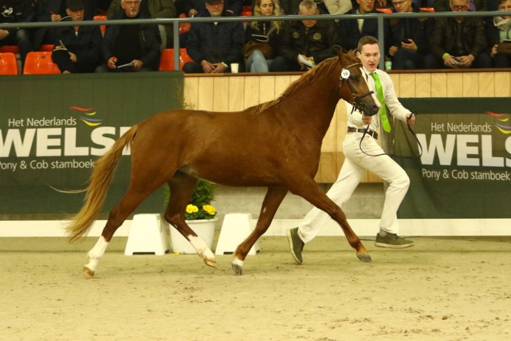 Welsh hunting-pony Ruin 4 Jahre alt Vos zu verkaufen - Foto 4