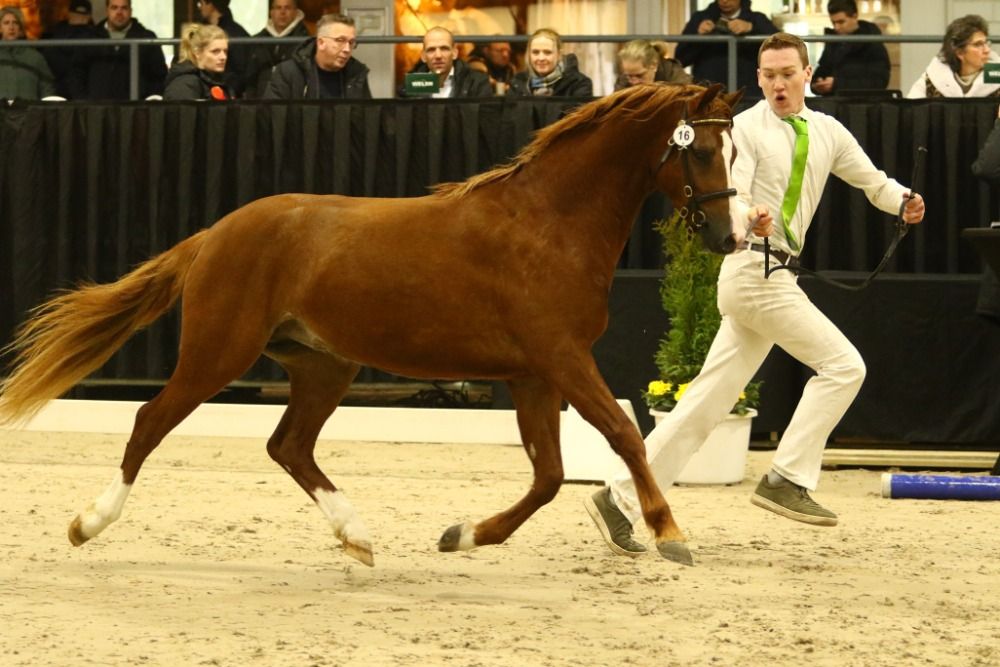 Welsh hunting-pony Ruin 4 Jahre alt Vos zu verkaufen - Foto 2