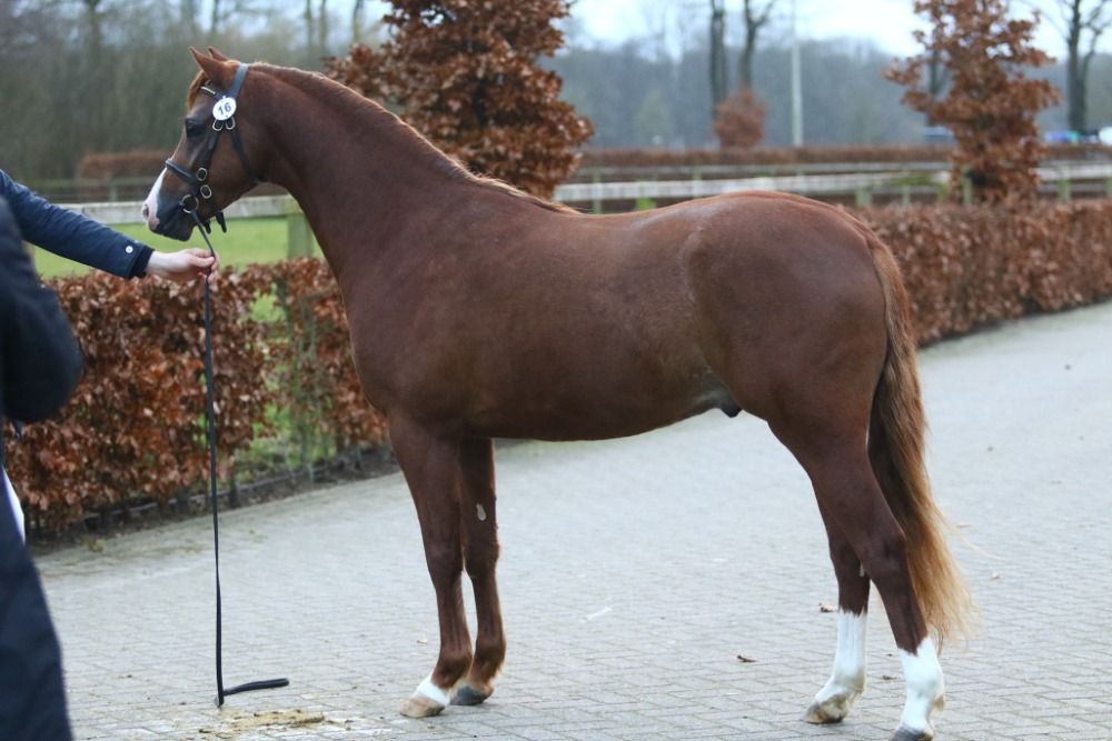 Welsh hunting-pony Ruin 4 Jahre alt Vos zu verkaufen - Foto 3