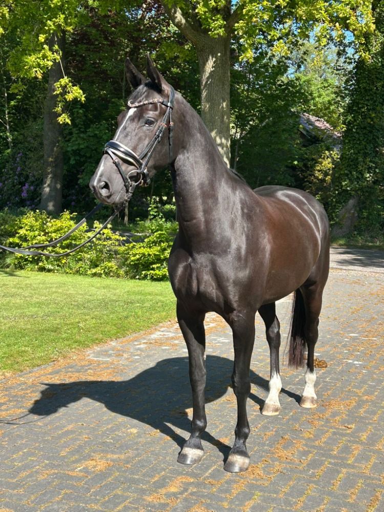 KWPN dressuurpaard Merrie 7 jaar Zwart te koop - Foto 2