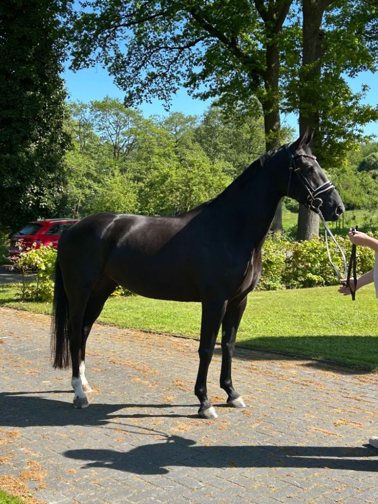 KWPN dressuurpaard Merrie 7 jaar Zwart te koop - Foto 3
