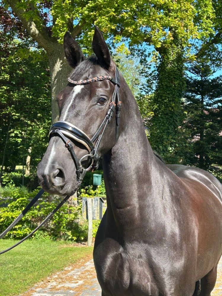 KWPN dressuurpaard Merrie 7 jaar Zwart te koop - Hoofdfoto