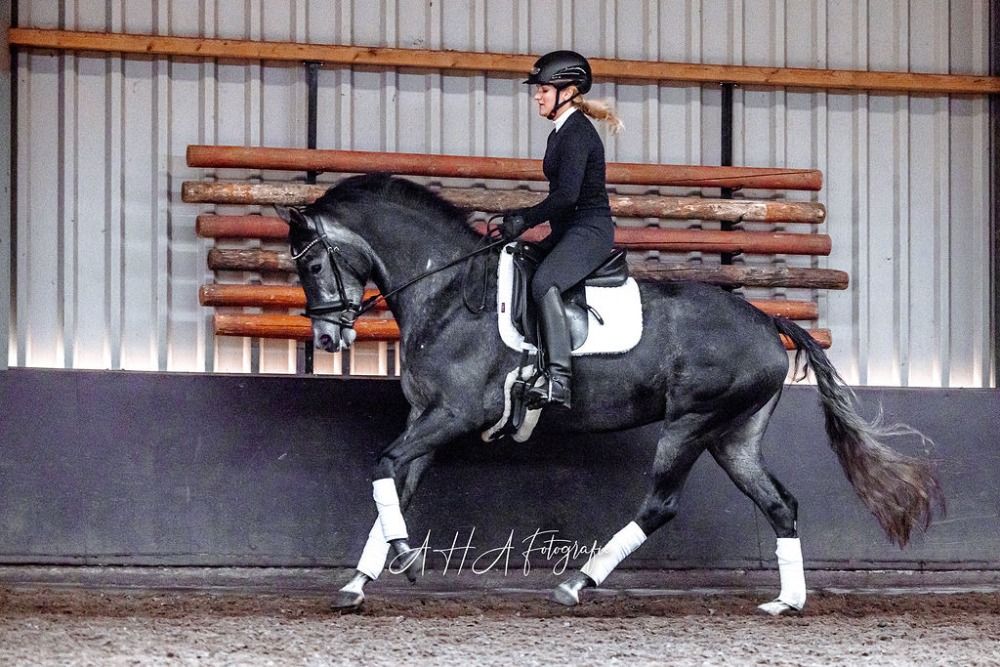 KWPN dressuurpaard Merrie 8 años Schimmel en venta - Foto 5