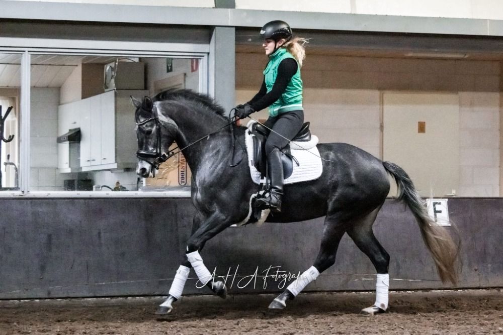 KWPN dressuurpaard Merrie 8 años Schimmel en venta - Foto 6