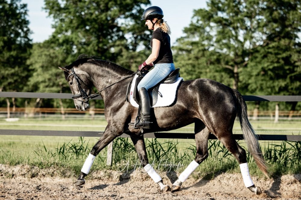 KWPN dressuurpaard Merrie 8 años Schimmel en venta - Foto 4