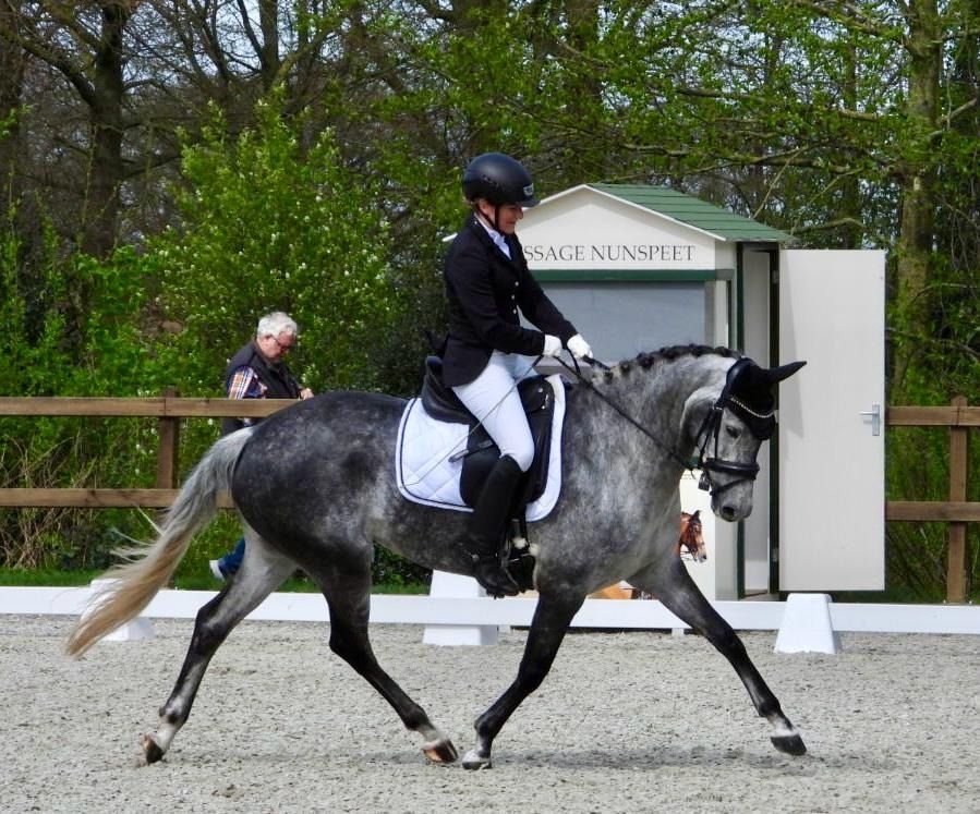 KWPN dressuurpaard Merrie 8 años Schimmel en venta - Foto 3