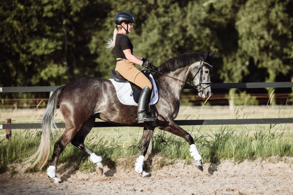KWPN dressuurpaard Merrie 8 años Schimmel en venta - Foto 2
