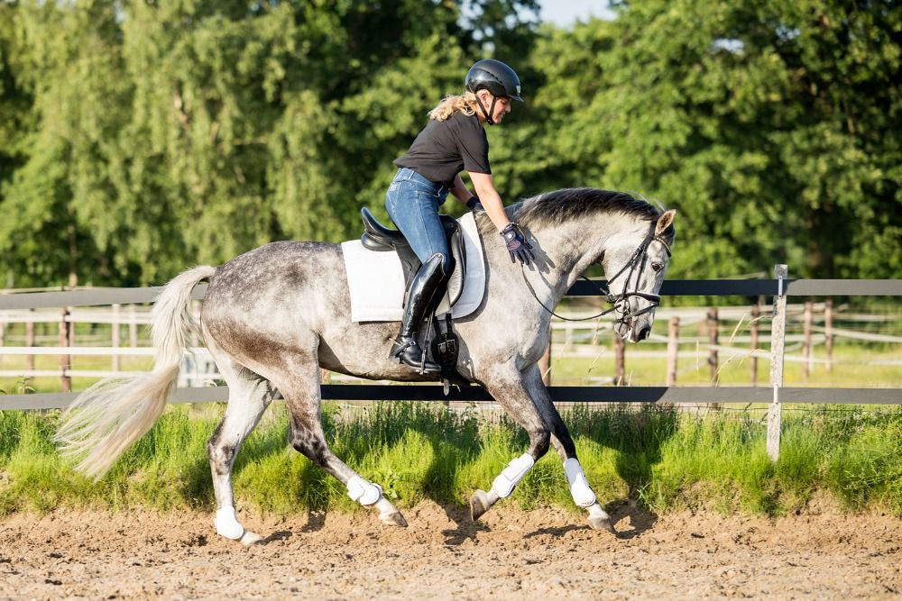 KWPN dressuurpaard Merrie 9 jaar Schimmel te koop - Foto 6