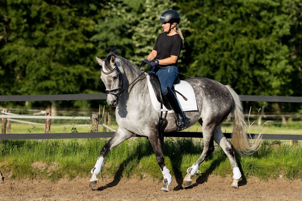 Knappe 8 jarige KWPN merrie