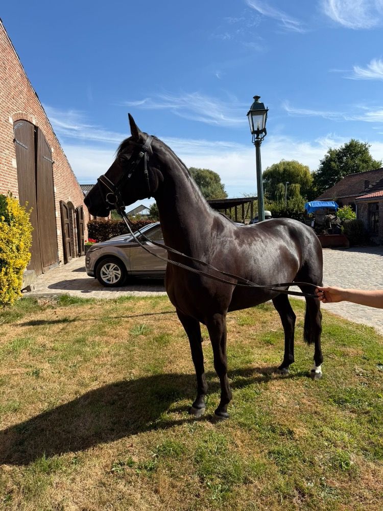 BWP dressuurpaard Merrie 4 jaar Zwart te koop - Foto 6