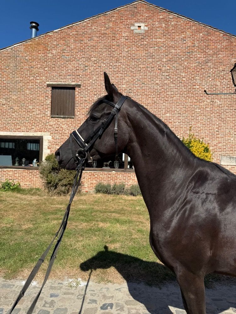 BWP dressuurpaard Merrie 4 jaar Zwart te koop - Foto 3