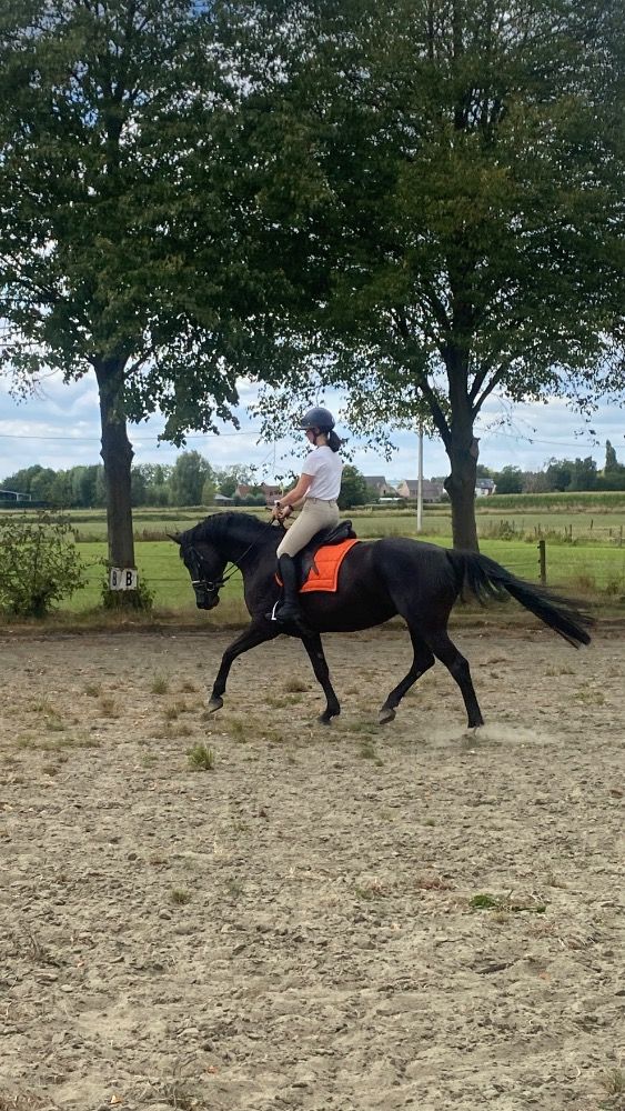 BWP dressuurpaard Merrie 4 jaar Zwart te koop - Foto 4