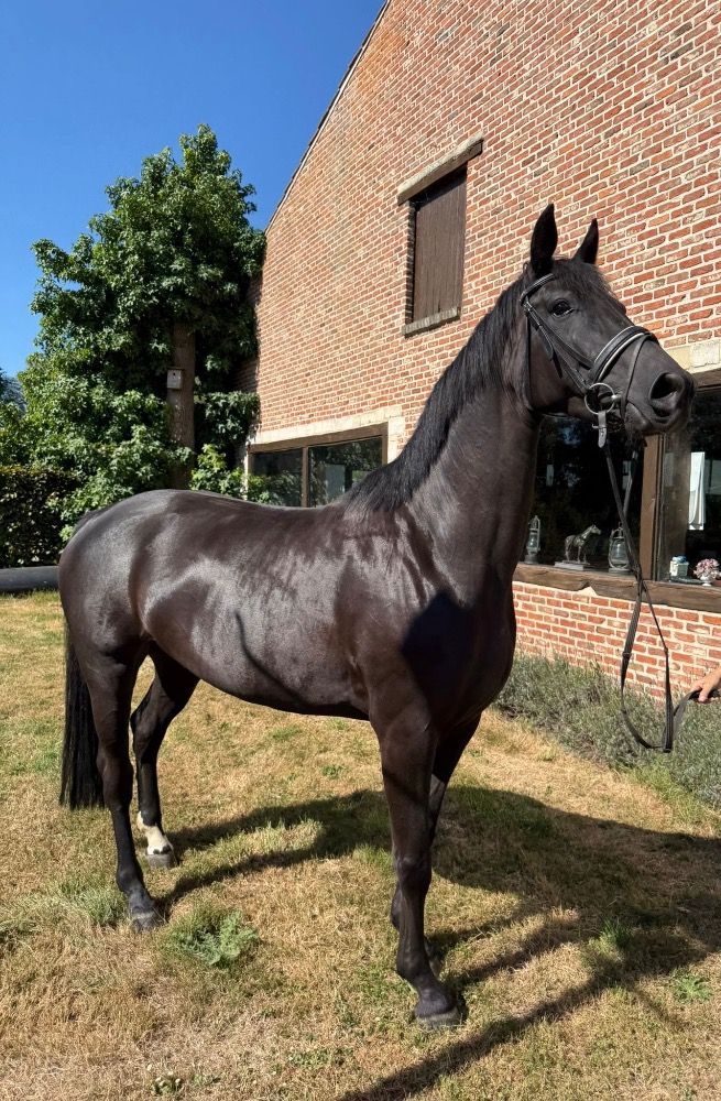 BWP dressuurpaard Merrie 4 jaar Zwart te koop - Foto 2