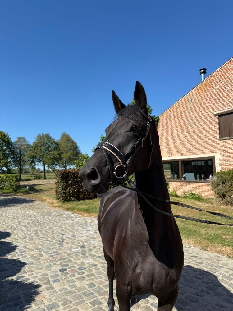 BWP dressuurpaard Merrie 4 jaar Zwart te koop - Foto 5