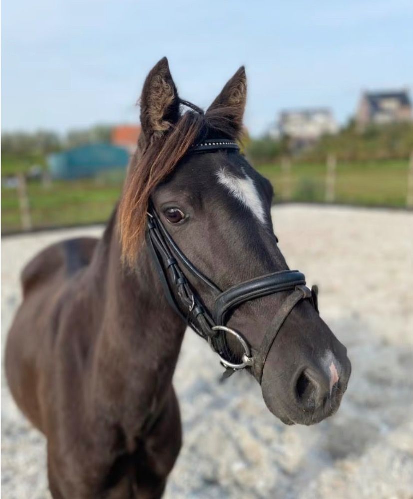 allround-pony Merrie 7 jaar Donkerbruin te koop - Foto 2